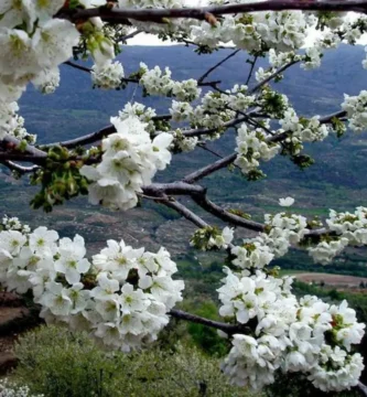 Cerezo en Flor 2025 cartel ganador: En los bancales ya es primavera