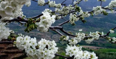 Cerezo en Flor 2025 cartel ganador: En los bancales ya es primavera