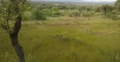 GÉNESIS DE UNA ROMERIA ESPURIA (II)