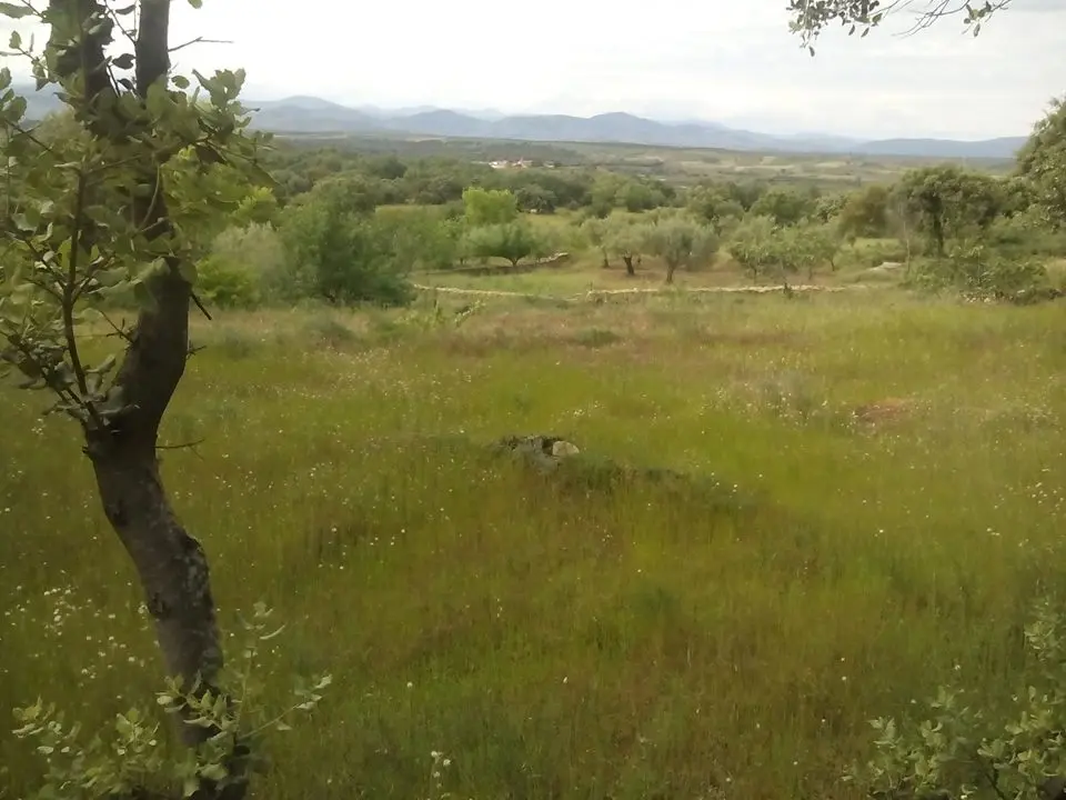 GÉNESIS DE UNA ROMERIA ESPURIA (II)