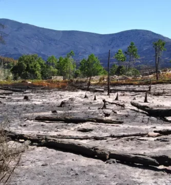 Sierra de Gata 2015: El Incendio que Marcó Extremadura y Reveló un Legado Oculto