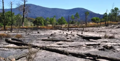 Sierra de Gata 2015: El Incendio que Marcó Extremadura y Reveló un Legado Oculto